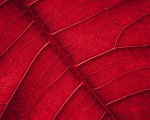 Preview wallpaper leaf, veins, macro, surface, red