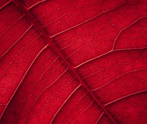 Preview wallpaper leaf, veins, macro, surface, red