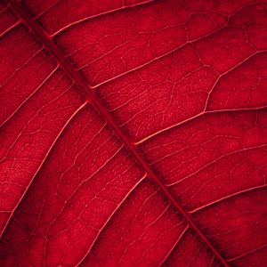 Preview wallpaper leaf, veins, macro, surface, red