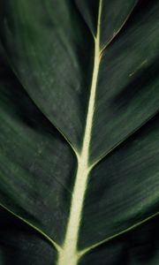 Preview wallpaper leaf, veins, macro, surface, plant, green