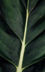 Preview wallpaper leaf, veins, macro, surface, plant, green