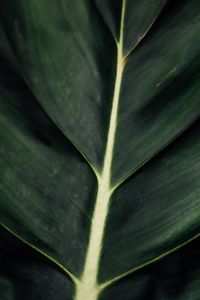 Preview wallpaper leaf, veins, macro, surface, plant, green