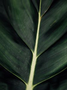 Preview wallpaper leaf, veins, macro, surface, plant, green