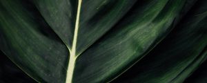 Preview wallpaper leaf, veins, macro, surface, plant, green