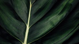 Preview wallpaper leaf, veins, macro, surface, plant, green