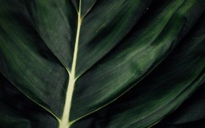Preview wallpaper leaf, veins, macro, surface, plant, green