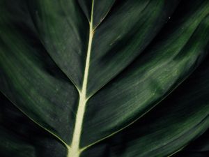 Preview wallpaper leaf, veins, macro, surface, plant, green