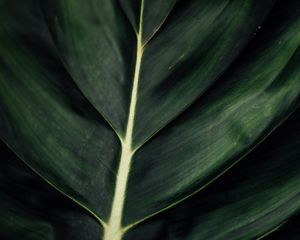 Preview wallpaper leaf, veins, macro, surface, plant, green