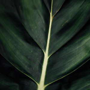Preview wallpaper leaf, veins, macro, surface, plant, green