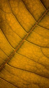 Preview wallpaper leaf, veins, macro, surface