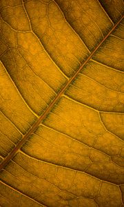 Preview wallpaper leaf, veins, macro, surface