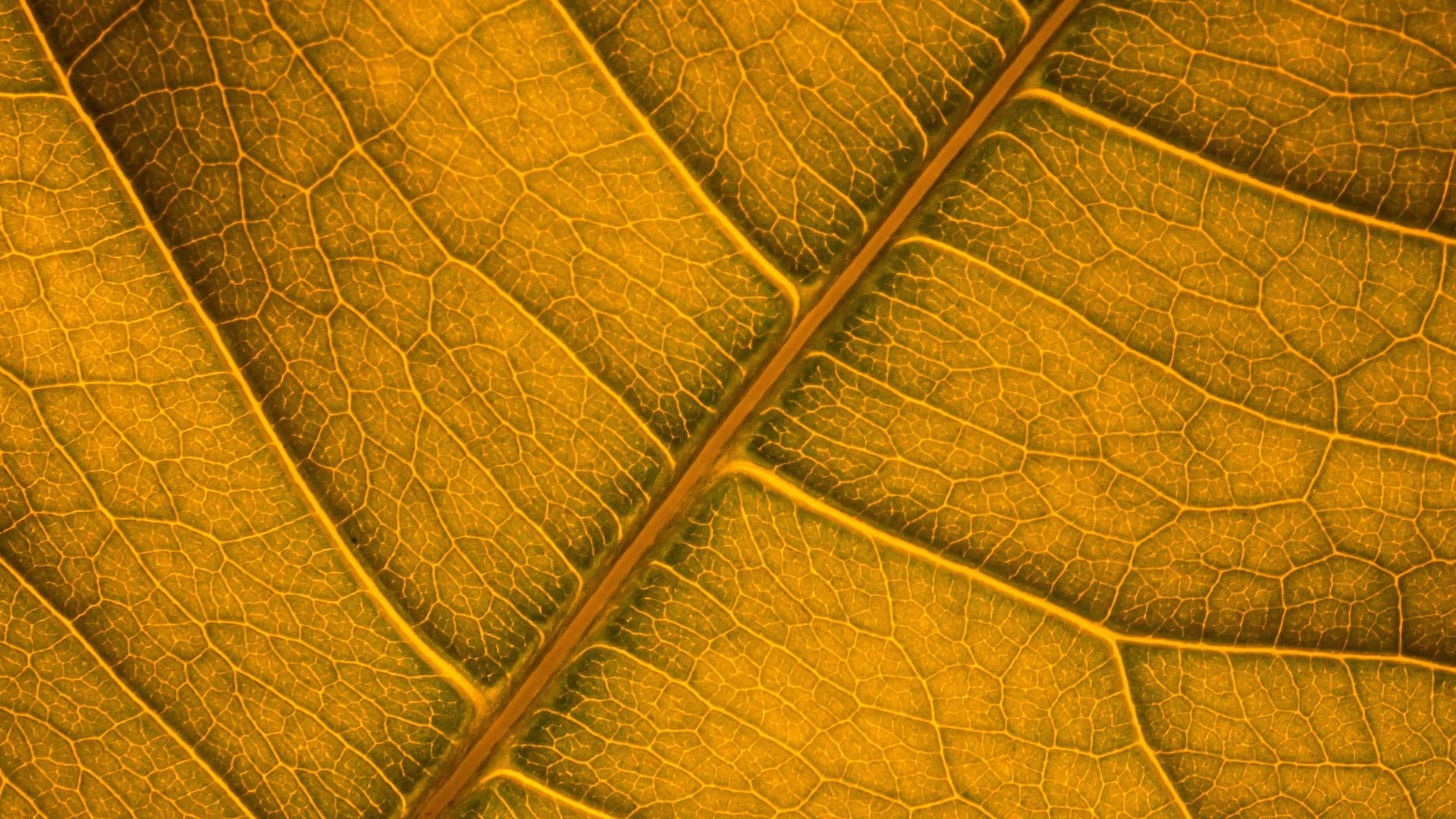 Download wallpaper 1920x1080 leaf, veins, macro, surface full hd, hdtv