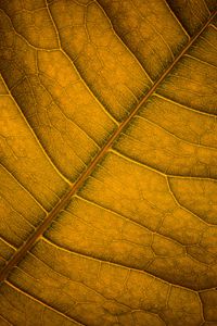 Preview wallpaper leaf, veins, macro, surface