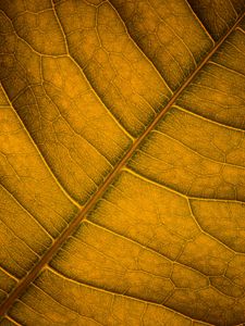 Preview wallpaper leaf, veins, macro, surface