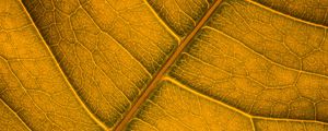 Preview wallpaper leaf, veins, macro, surface