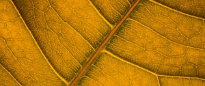 Preview wallpaper leaf, veins, macro, surface