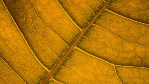 Preview wallpaper leaf, veins, macro, surface