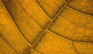 Preview wallpaper leaf, veins, macro, surface