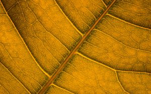 Preview wallpaper leaf, veins, macro, surface