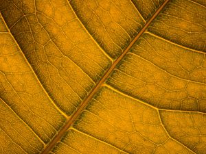 Preview wallpaper leaf, veins, macro, surface