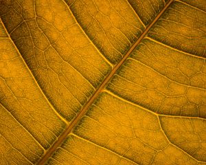 Preview wallpaper leaf, veins, macro, surface