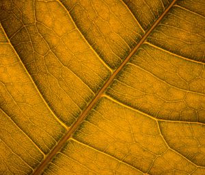 Preview wallpaper leaf, veins, macro, surface