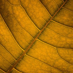 Preview wallpaper leaf, veins, macro, surface