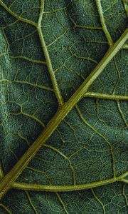 Preview wallpaper leaf, veins, macro, surface, structure, green