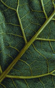 Preview wallpaper leaf, veins, macro, surface, structure, green