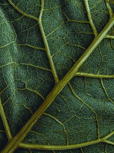 Preview wallpaper leaf, veins, macro, surface, structure, green