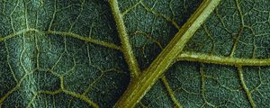 Preview wallpaper leaf, veins, macro, surface, structure, green