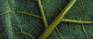 Preview wallpaper leaf, veins, macro, surface, structure, green