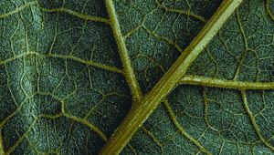 Preview wallpaper leaf, veins, macro, surface, structure, green