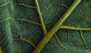 Preview wallpaper leaf, veins, macro, surface, structure, green