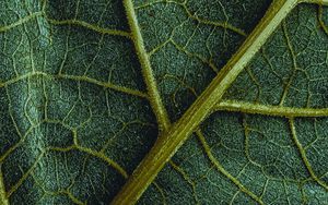 Preview wallpaper leaf, veins, macro, surface, structure, green