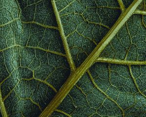 Preview wallpaper leaf, veins, macro, surface, structure, green