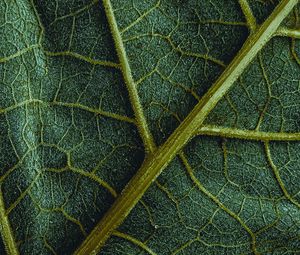 Preview wallpaper leaf, veins, macro, surface, structure, green
