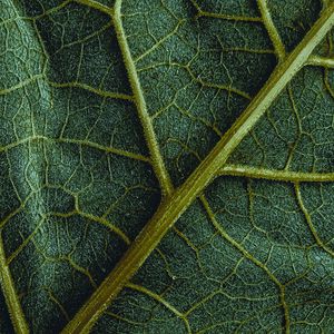 Preview wallpaper leaf, veins, macro, surface, structure, green