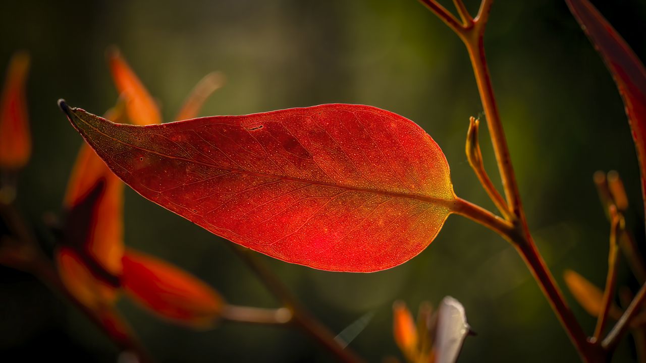 Wallpaper leaf, veins, macro, red