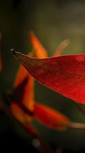 Preview wallpaper leaf, veins, macro, red