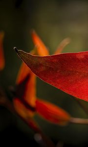 Preview wallpaper leaf, veins, macro, red