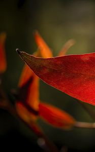 Preview wallpaper leaf, veins, macro, red