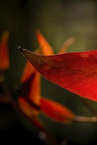 Preview wallpaper leaf, veins, macro, red