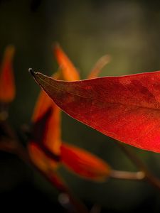 Preview wallpaper leaf, veins, macro, red