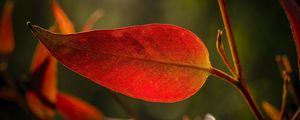 Preview wallpaper leaf, veins, macro, red
