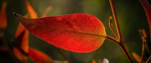 Preview wallpaper leaf, veins, macro, red