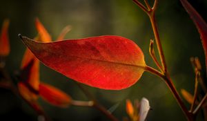 Preview wallpaper leaf, veins, macro, red