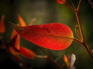 Preview wallpaper leaf, veins, macro, red