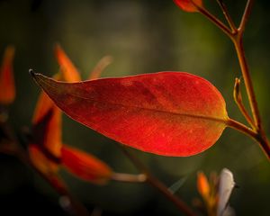 Preview wallpaper leaf, veins, macro, red