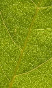 Preview wallpaper leaf, veins, macro, texture, green